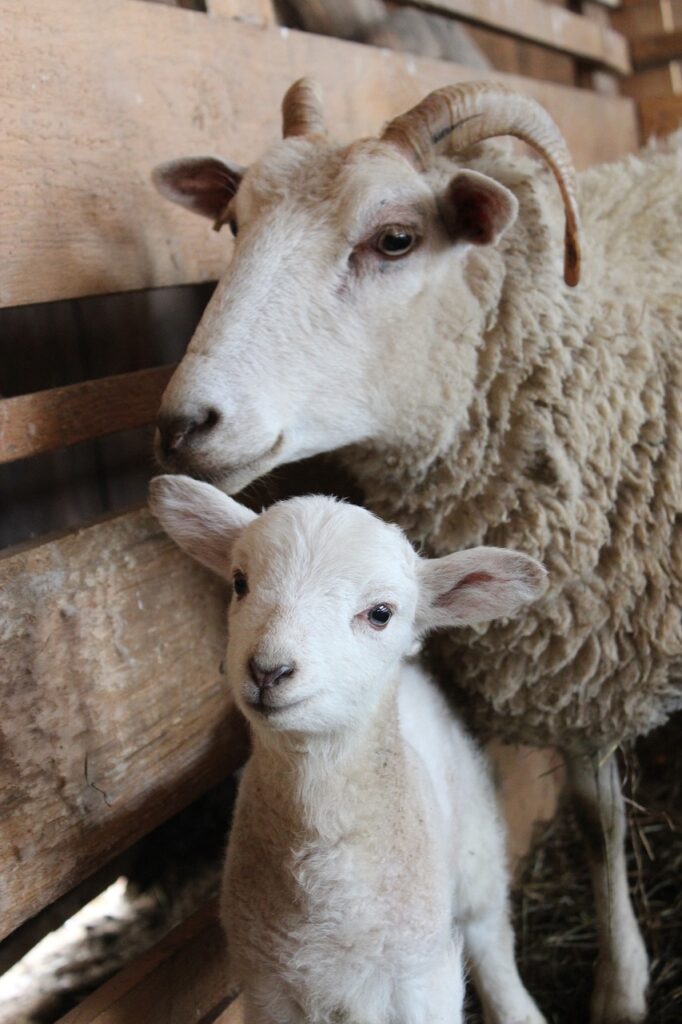 sheep-4296302_1280